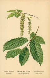 Catkins and Leaves of the Hornbeam