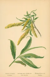 Catkins and Leaves of the Willow