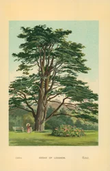 Cedar of Lebanon