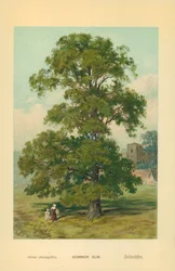 Common Elm