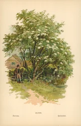 Elder