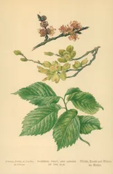 Flowers, Fruit, and Leaves of the Elm