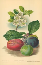 Flowers and Fruit of Plum