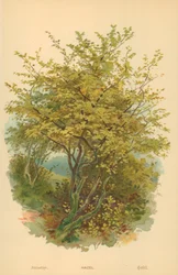 Hazel