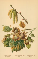 Hazel, Catkins and Fruit