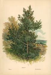 Holly