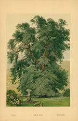 Holm Oak