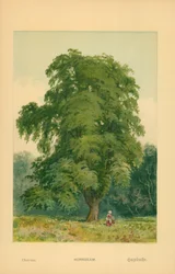 Hornbeam