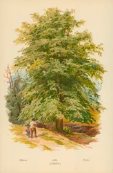 Lime (Linden)