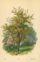 Pear