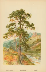 Scotch Fir