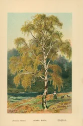 Silver Birch