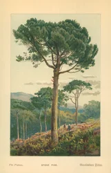 Stone Pine