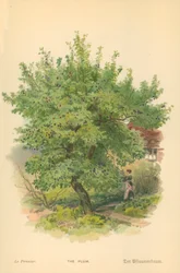 The Plum