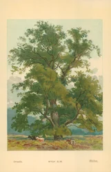 Wych Elm