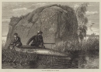 Wild Duck Shooting, West of Ireland (engraving)