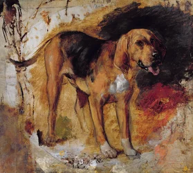 A Study of a Bloodhound