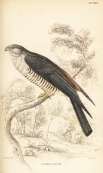 African cuckoo-hawk or cuckoo falcon