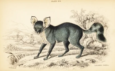 Bat-eared fox, Otocyon megalotis