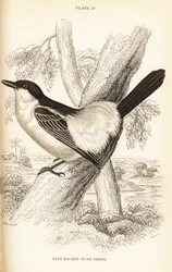 Black-backed puffback, Dryoscopus cubla