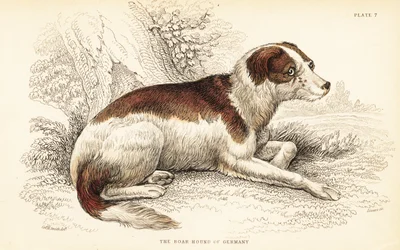 Boar hound of Germany, Canis lupus familiaris