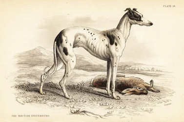 British greyhound