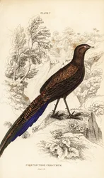 Bronze-tailed peacock-pheasant or Sumatran peacock-pheasant