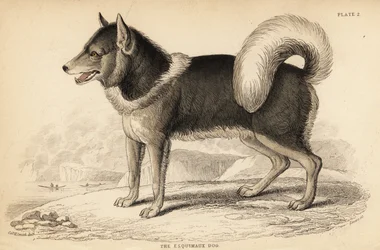 Canadian Eskimo Dog, Canis lupus familiaris