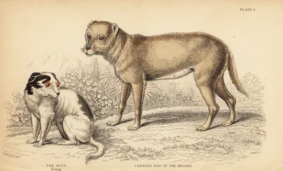 Carrier dog of the Indians or the Techichi of Mexico, ancestor of the chihuahua, Canis lupus familiaris, and a young Alco dog, Yzi-cuinte potzotli in Mexico, Canis lupus familiaris