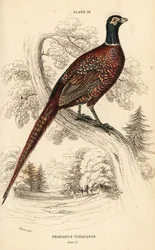 Common pheasant (ring-necked), Phasianus colchicus torquatus