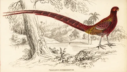 Copper pheasant or Soemmerring