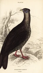 Crested fireback, Lophura ignita, female (The Macartney cock, Euplocomus ignitus)