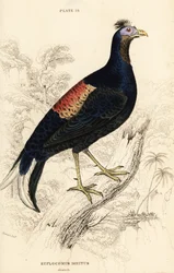 Crested fireback, Lophura ignita, male (the Macartney cock, Euplocomus ignitus)