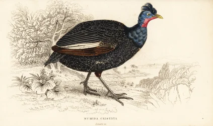 Crested guineafowl