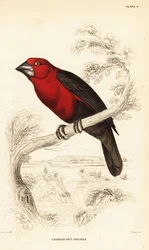 Crimson Seedcracker, Pyrenestes sanguineus sanguineus