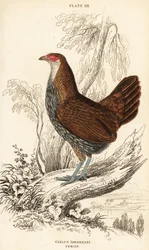 Female Grey Junglefowl, Gallus sonneratii