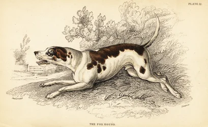 Fox hound, Canis lupus familiaris