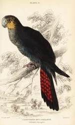 Glossy black cockatoo, Calyptorhynchus lathami