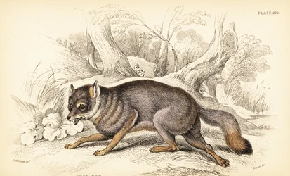 Gray fox or grey fox