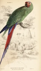 Great green macaw, Ara ambiguus
