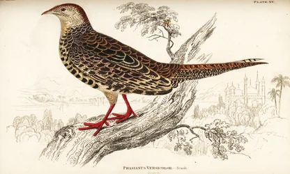 Green pheasant or Japanese green pheasant, female