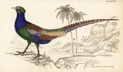 Green pheasant or Japanese green pheasant, male, Phasianus versicolor