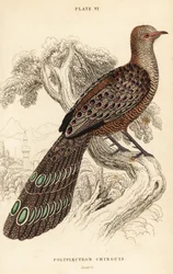 Grey peacock-pheasant or Burmese peacock-pheasant, Polyplectron bicalcaratum