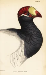 Head of the violet turaco
