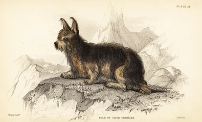 Isle of Skye terrier