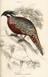 Koklass pheasant