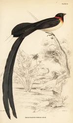 Long-tailed paradise whydah, Vidua paradisaea