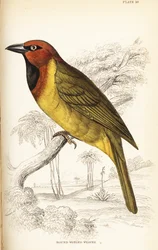 Olive-naped Weaver, Ploceus brachypterus