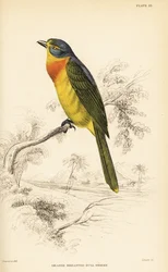 Orange-breasted bushshrike or sulphur-breasted bushshrike