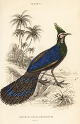 Palawan Peacock-Pheasant, Polyplectron napoleonis